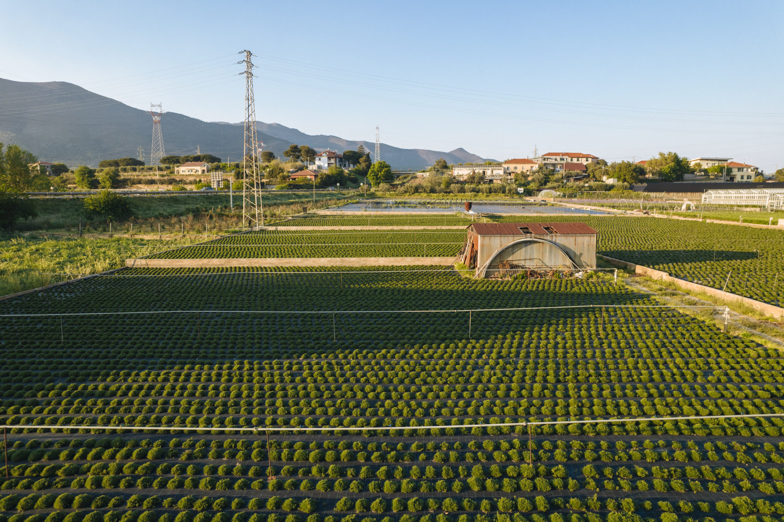 Campo erbe aromatiche in autunno